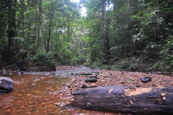 Witti Creek, na Reserva Natural de Brownsberg, no Suriname
